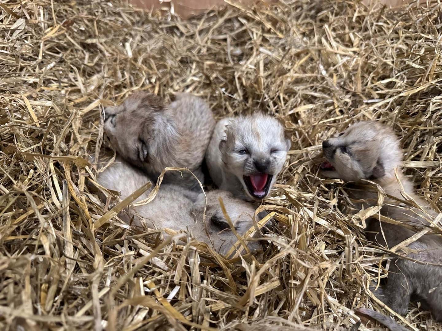 87742B30 4Aa3 4798 Acd3 060Efc2fea8a