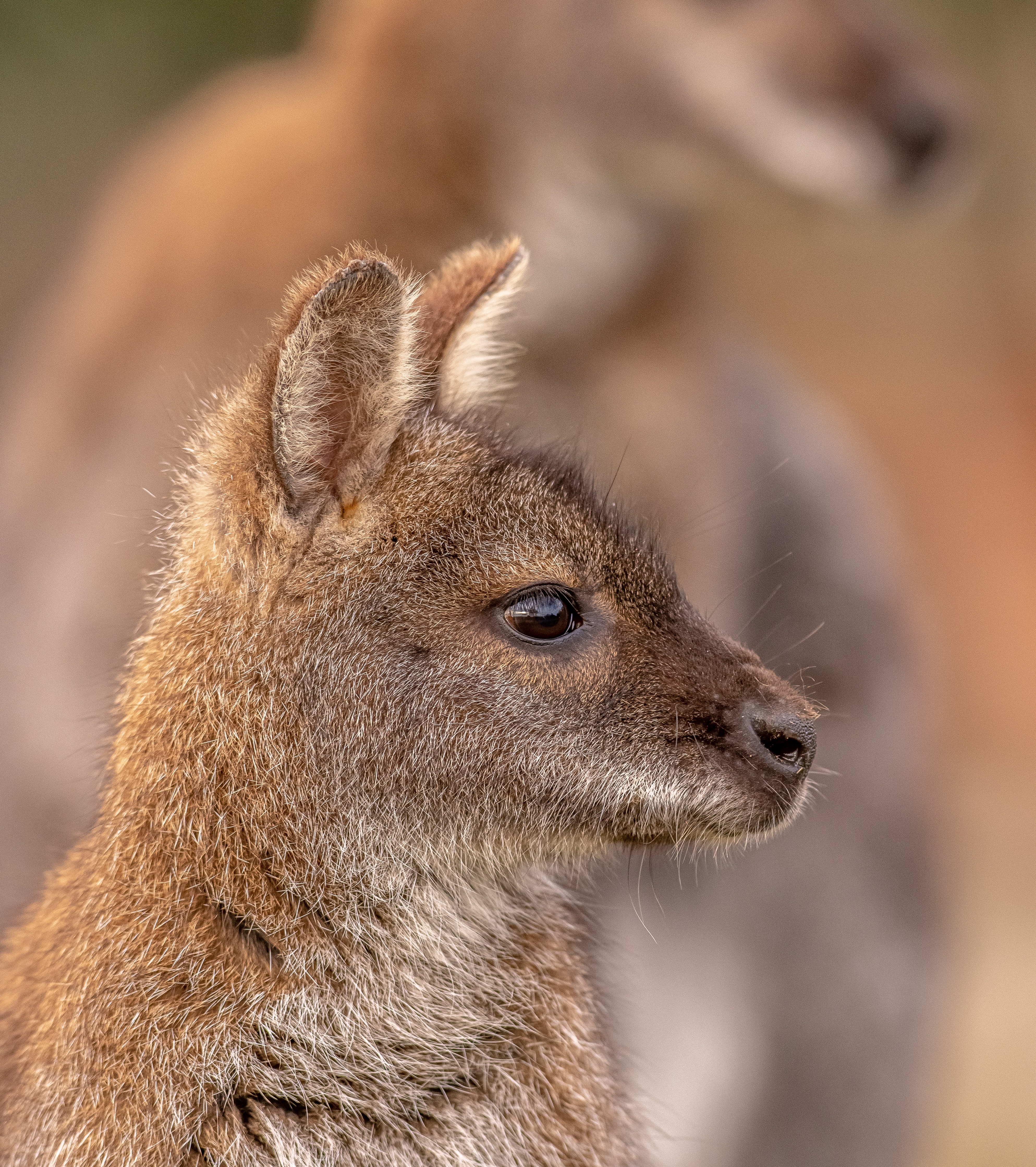 2020 05 25 2020Wallaby Closeup 1 Dr Ywp