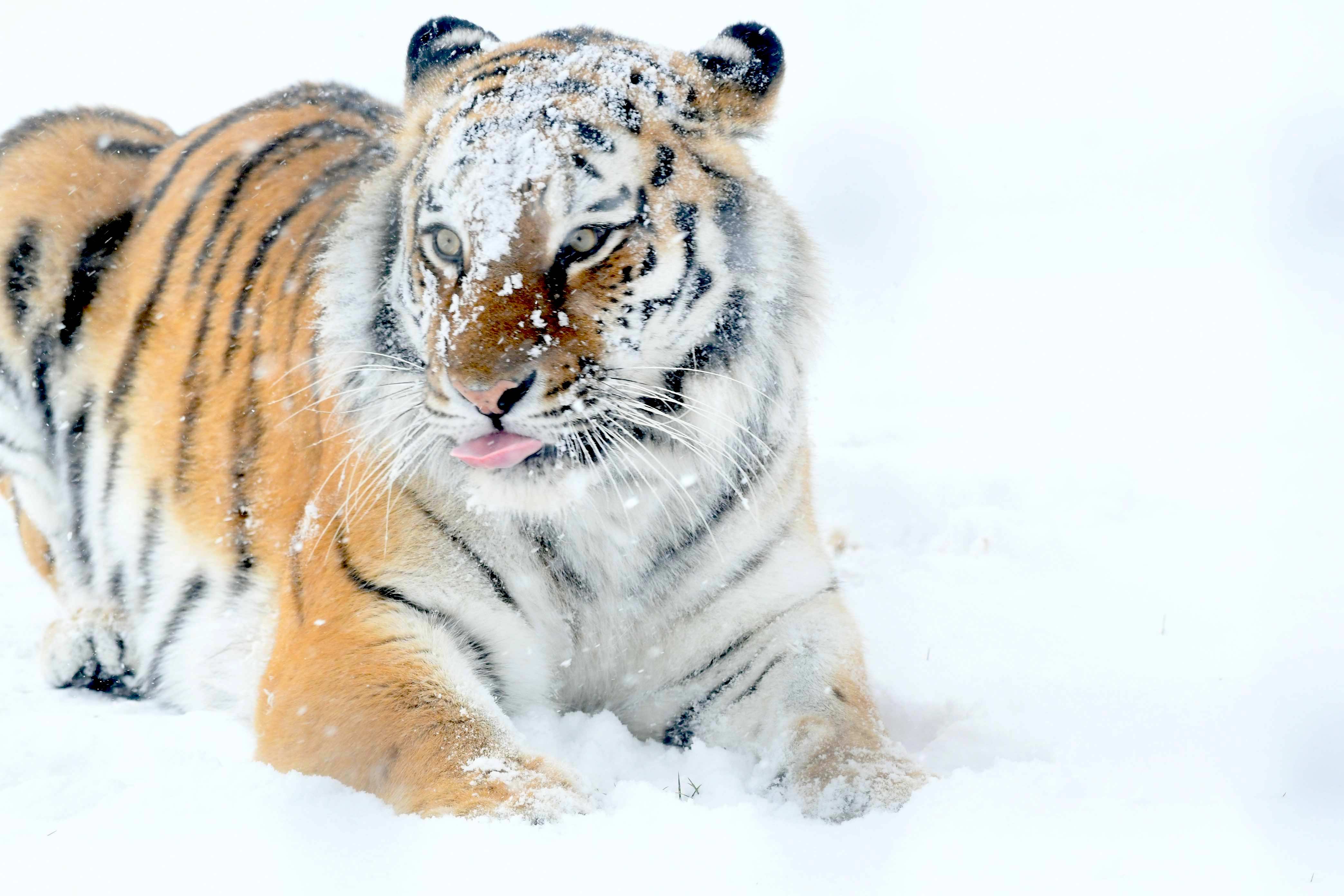 1 Jan Tiger In Snow Cr Tal Chohan