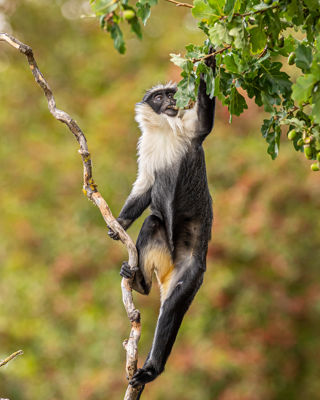 2022 09 29 2022Roloway Monkey 27 Dr Ywp