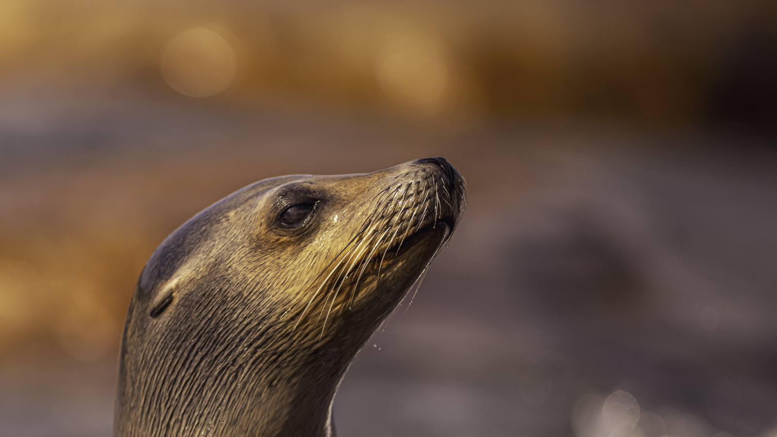 2024 Sea Lions At Point Lobos Dr Ywp 65