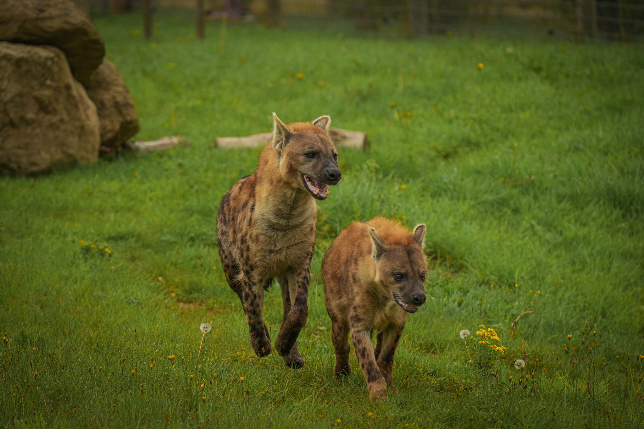 Speedy & Noubia Together 03