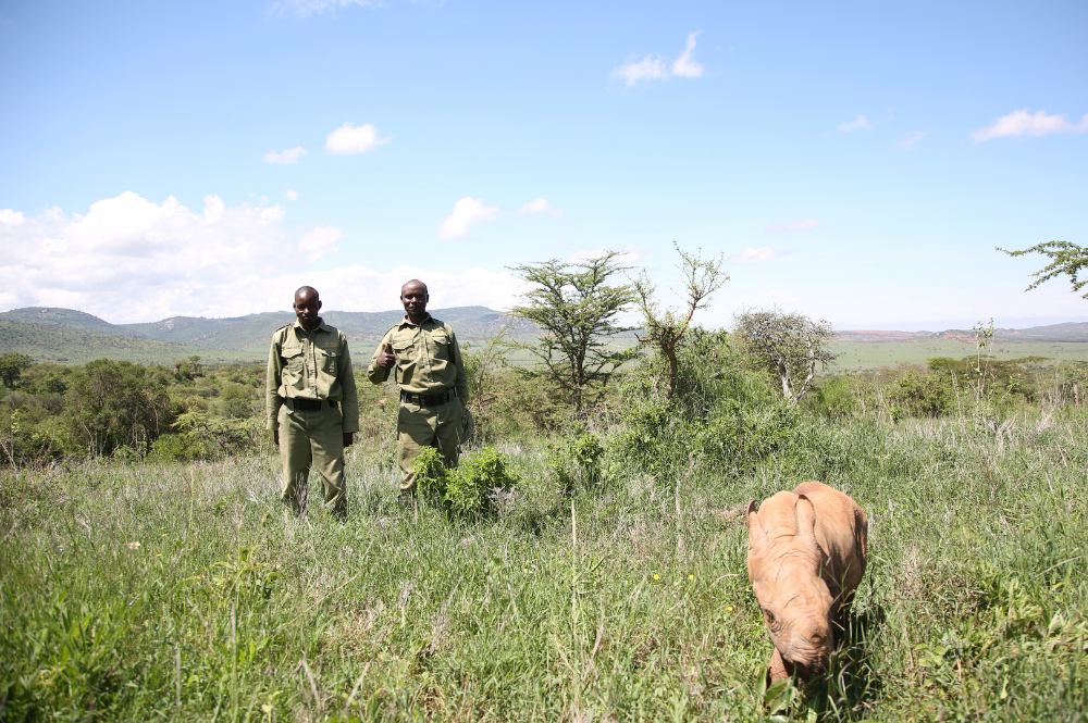 Kenyaoljogi Blackrhinocalf Creditsavetherhinointernational1 2