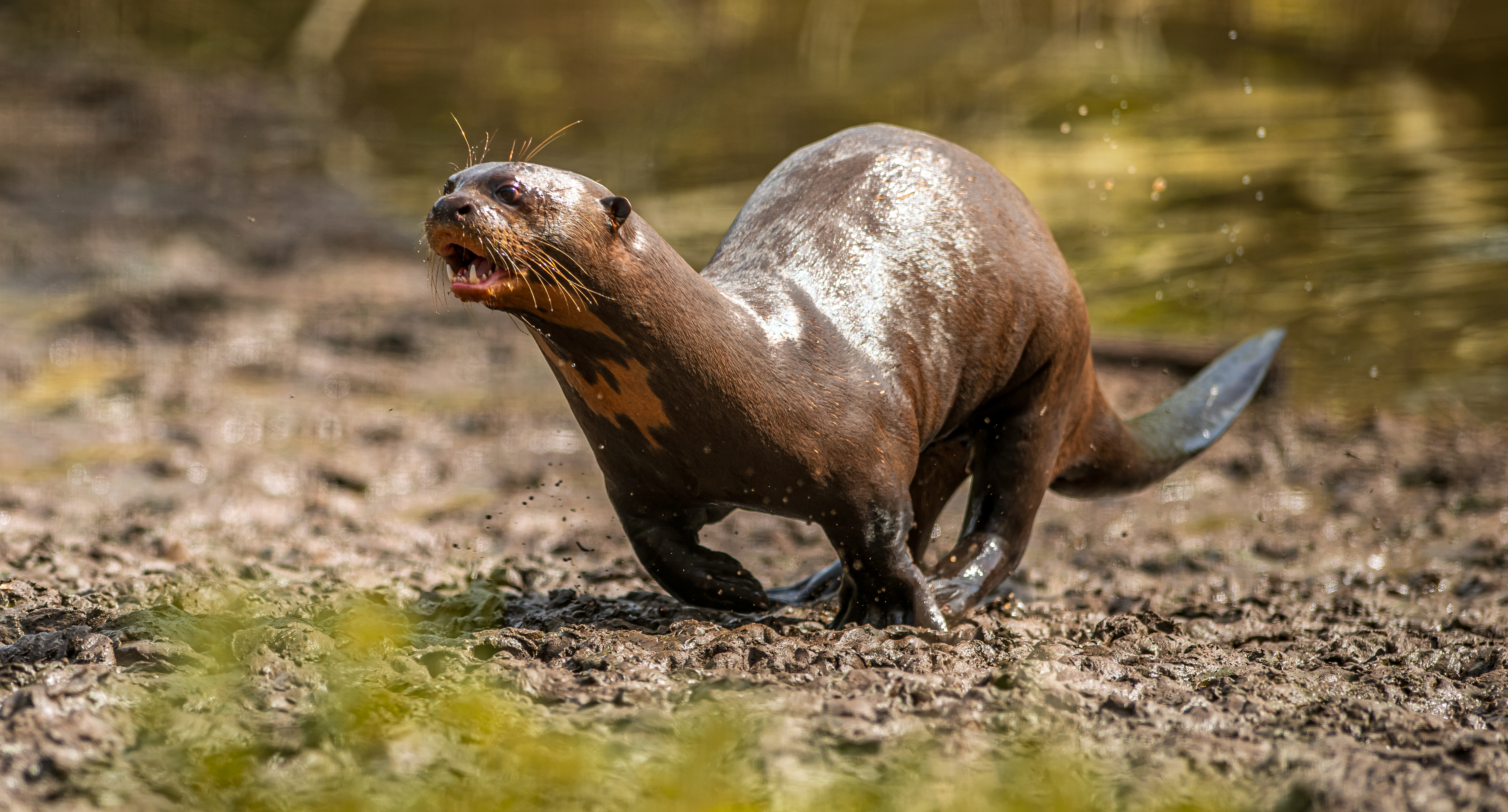 2024 Giant Otter Dr Ywp 2 (1)