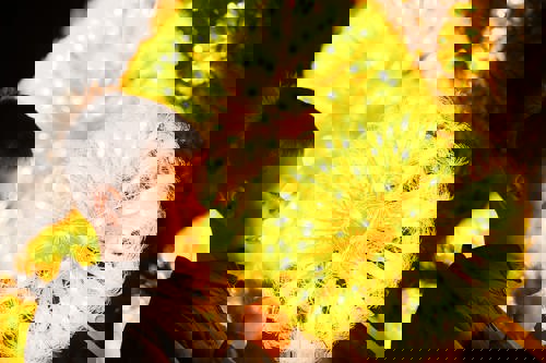 Winter Illuminations