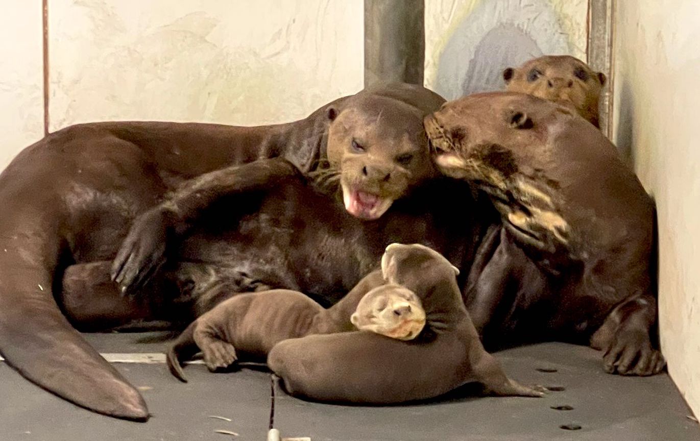 Otter Family With Babies