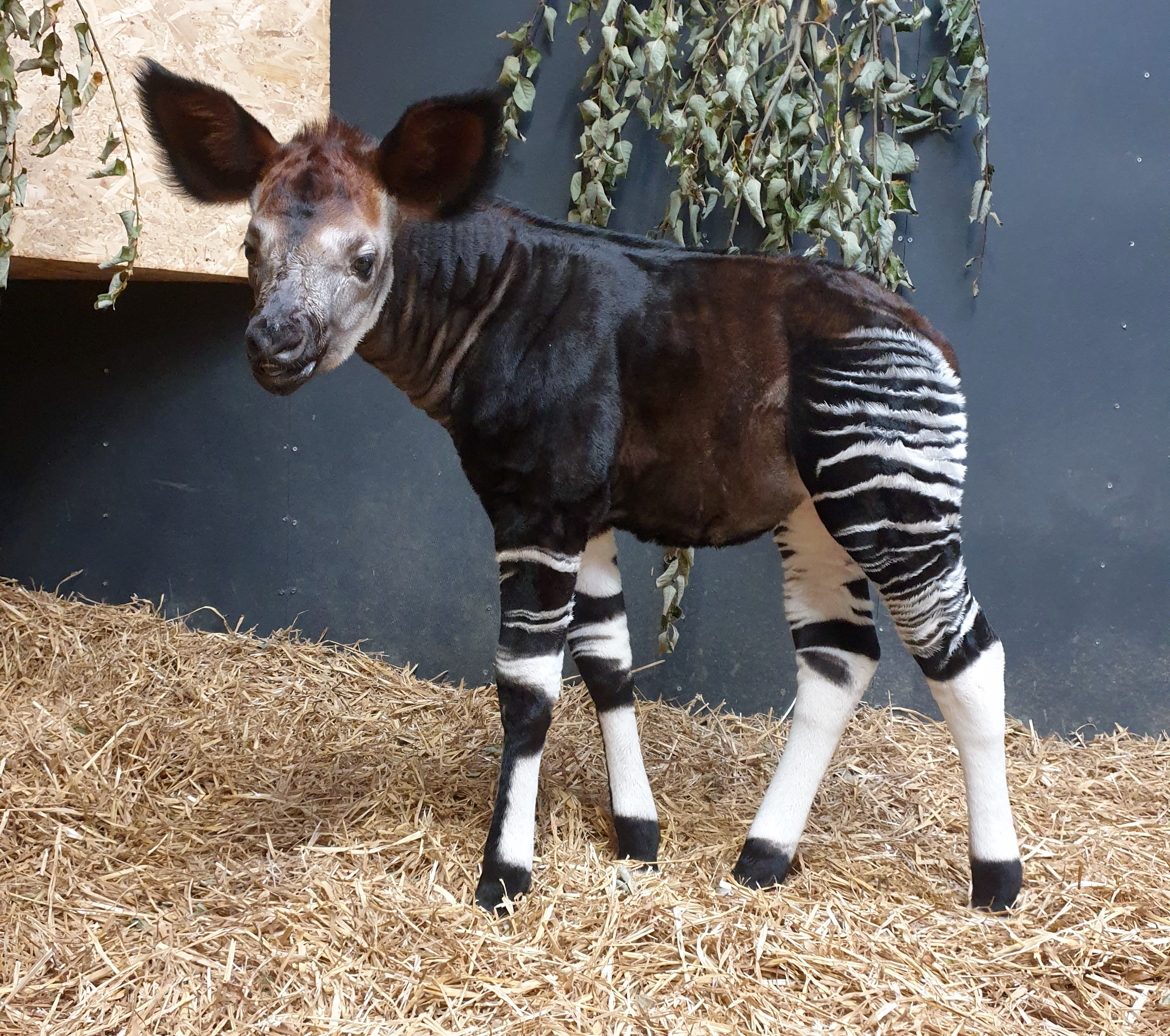 Happy Okapi Calf