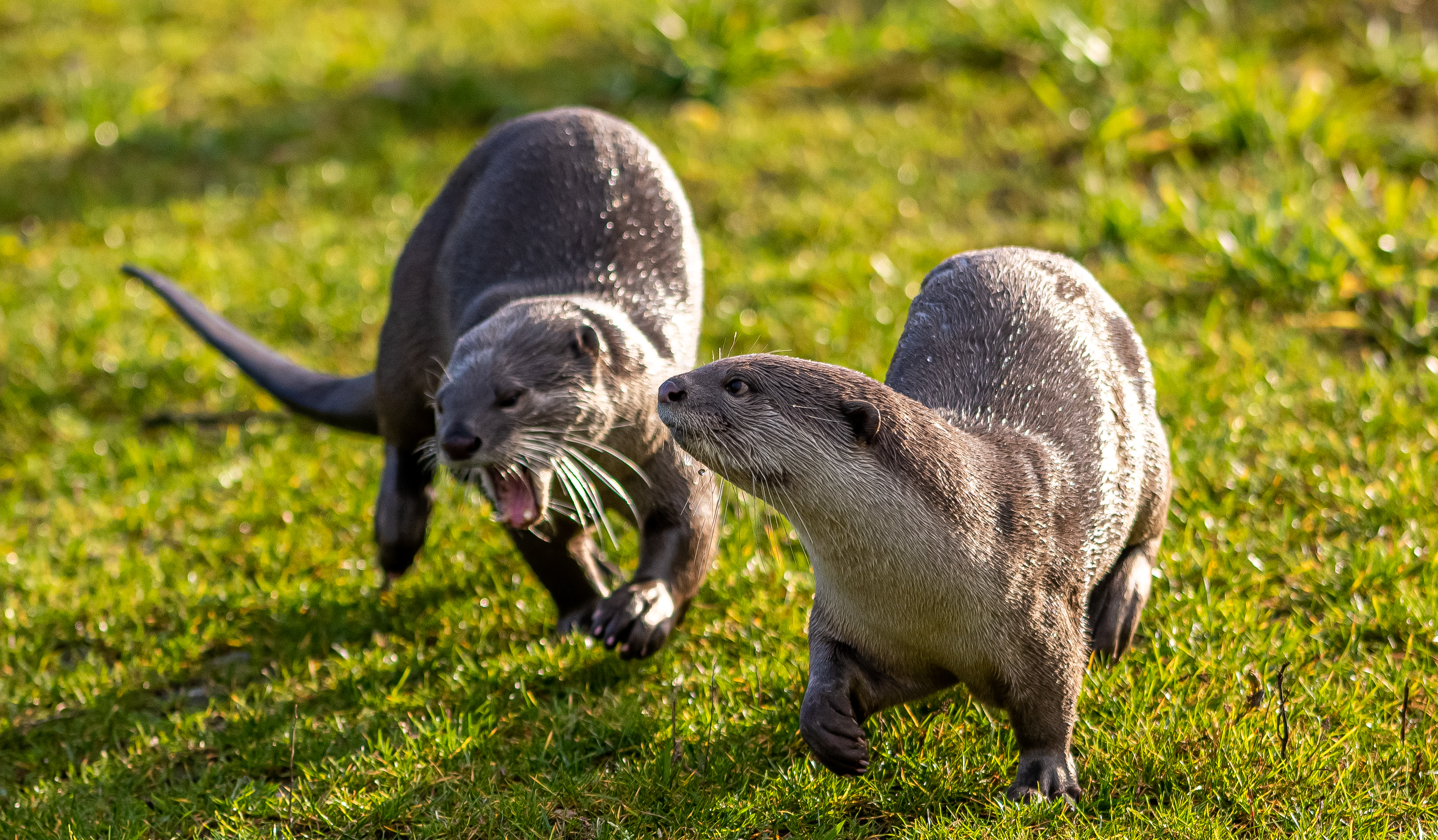 2020Running Otters 1 Dr Ywp Copy