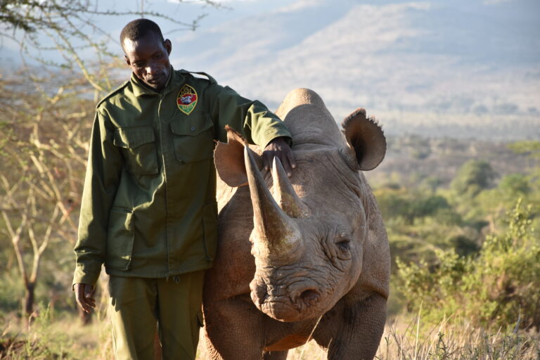 Rangers Take Excellent Care Of Their Rhinos In Bomas C Save The Rhino International 1 768X512