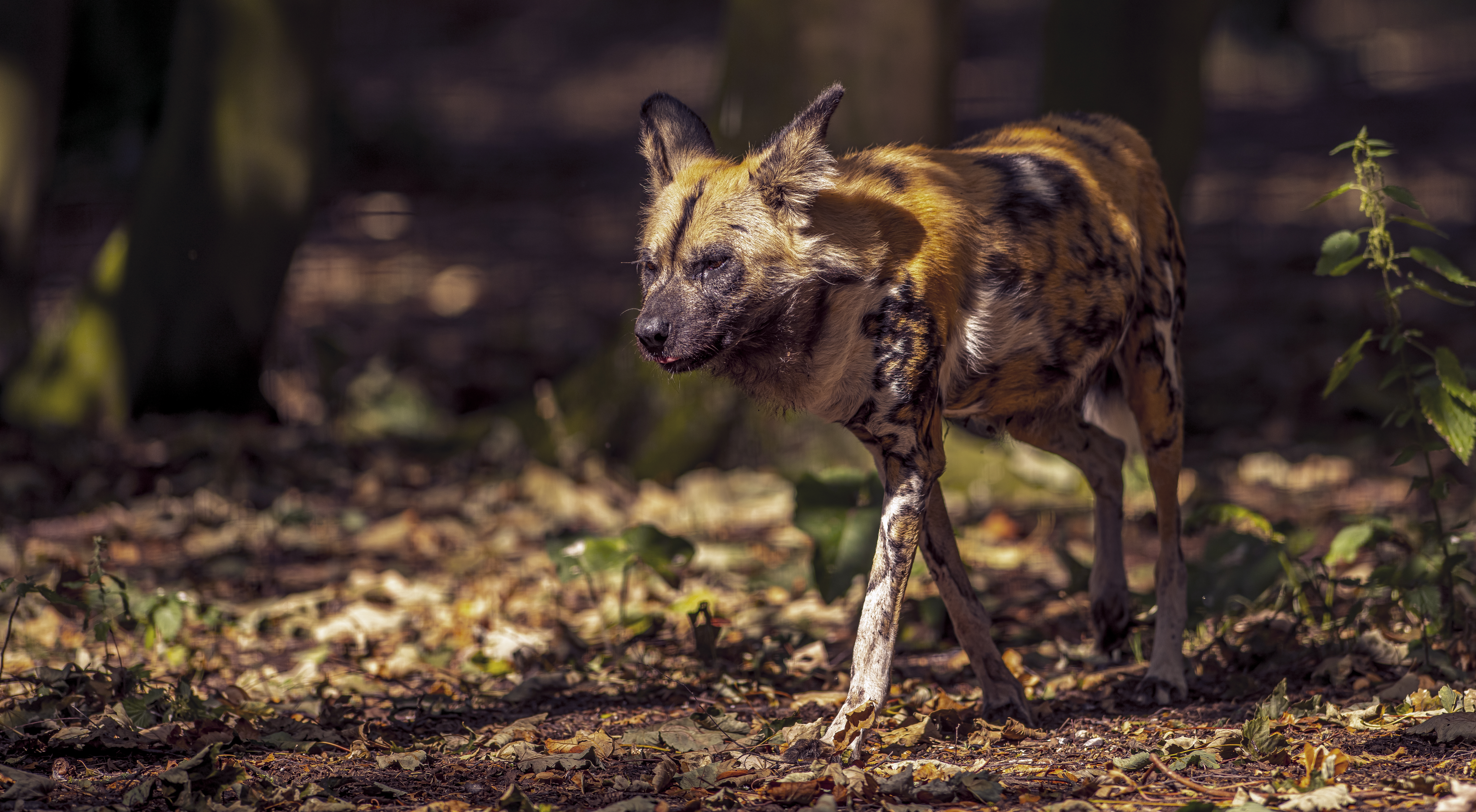 2022 08 22 2022Painted Dog 3 Dr Ywp