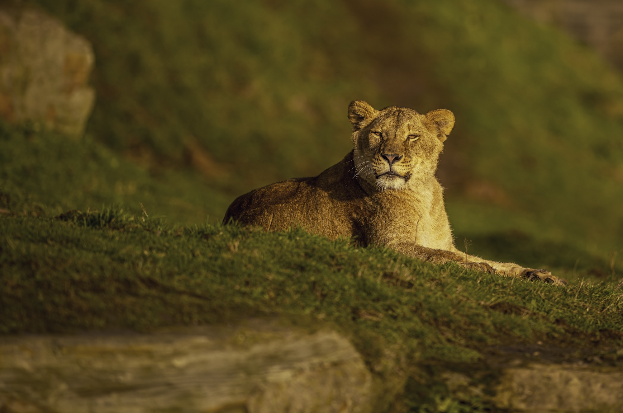 2025 Lion Rescue 2 Dr Ywp 2