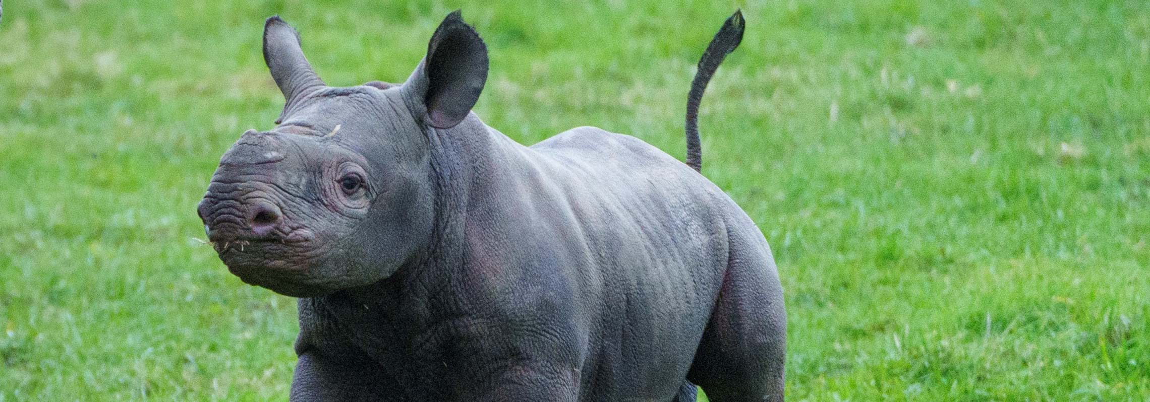 Yorkshire Wildlife Park Rhino 004