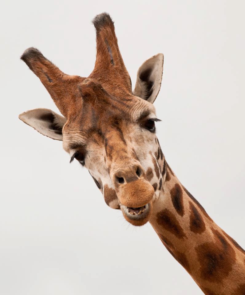 Giraffe Face Close Up