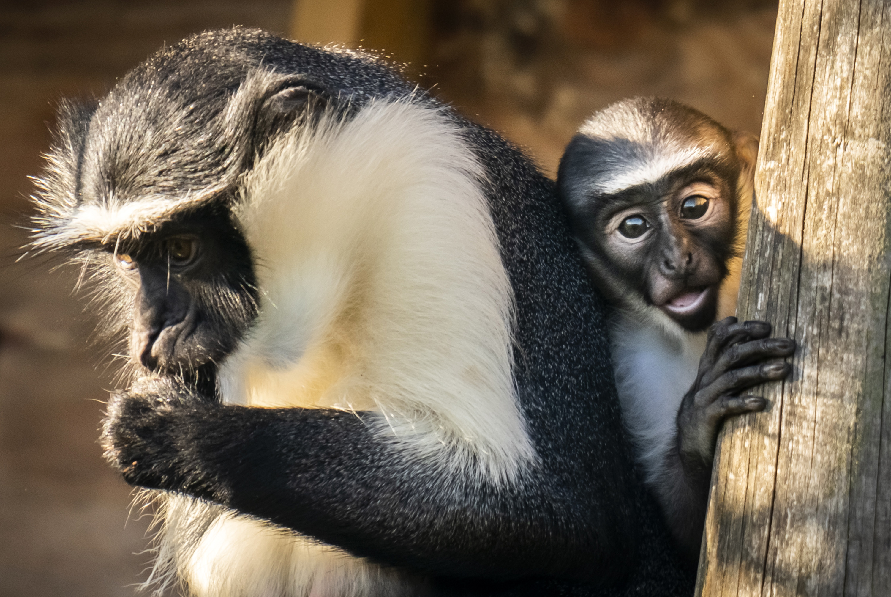 Animals Monkey 003 Web Only