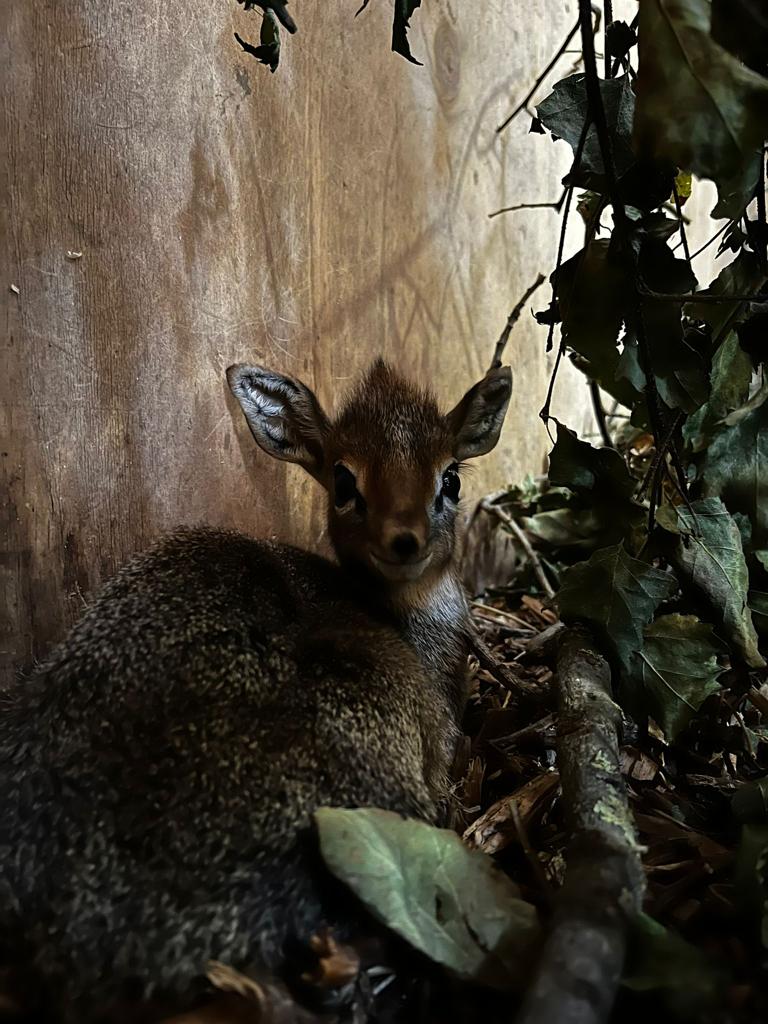 Dik Dik