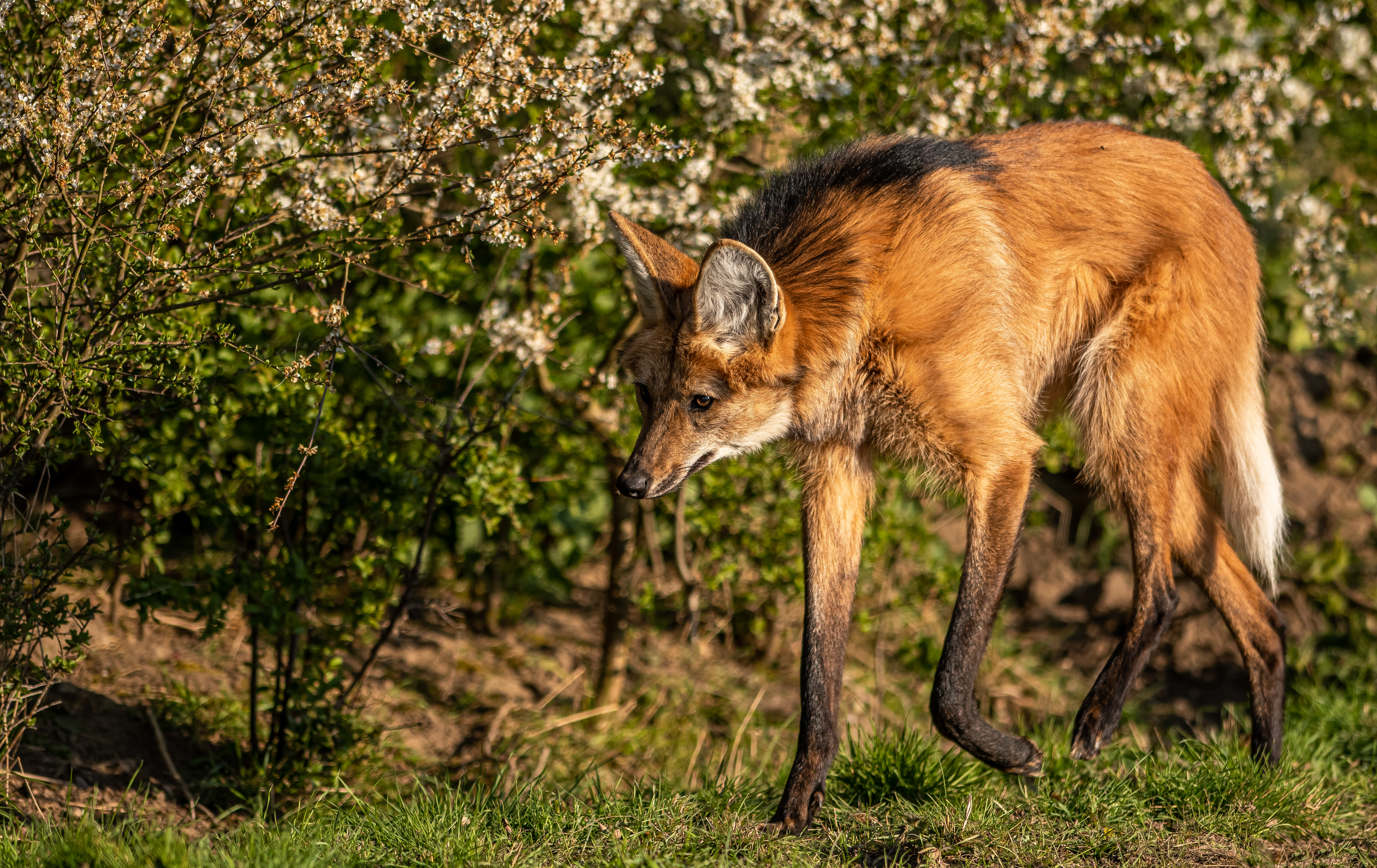 2021 05 06 2021Maned Wolf On The Prowl 1 Dr Ywp Copy