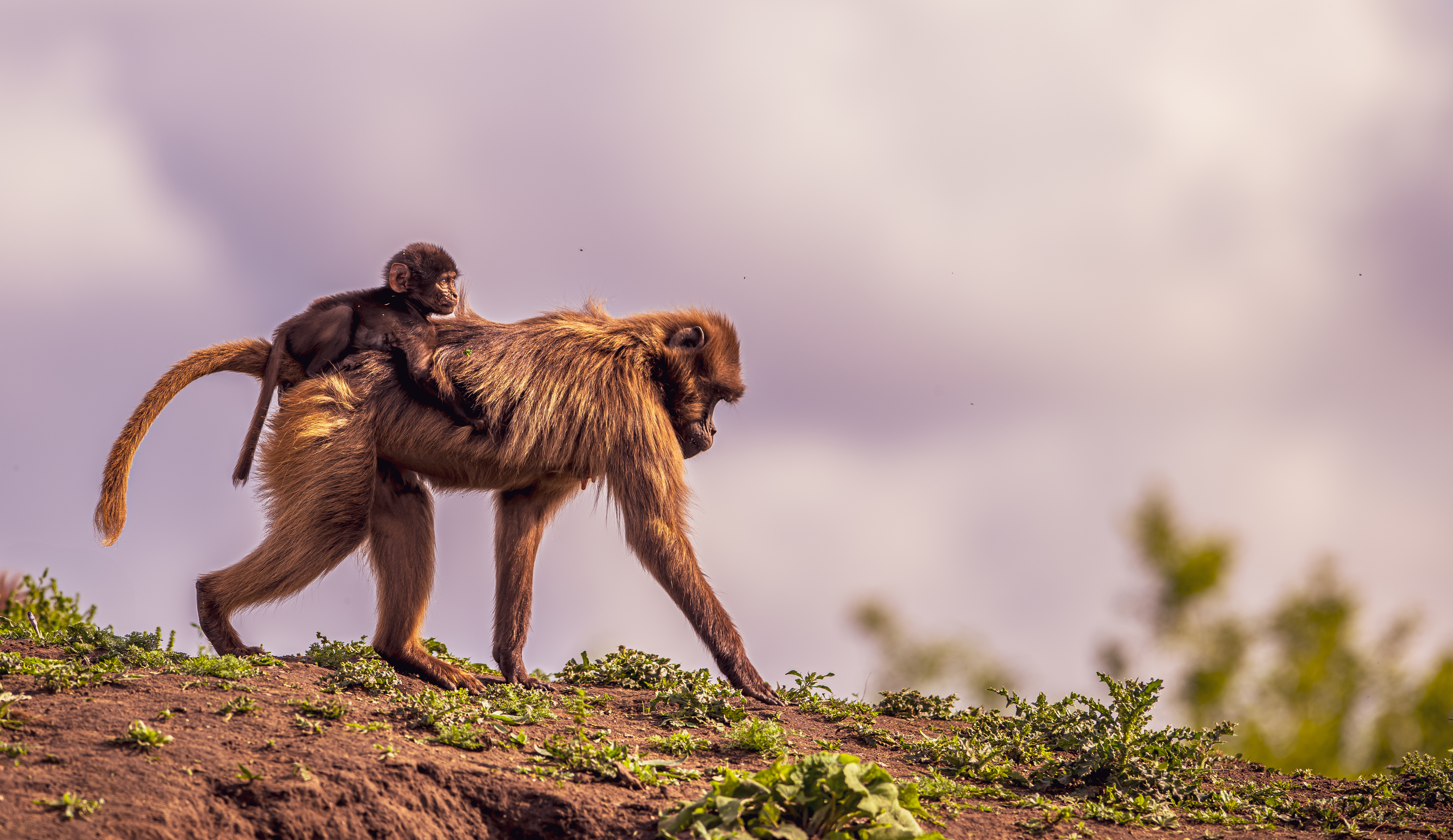 2024 Gelada Monkey Dr Ywp 17