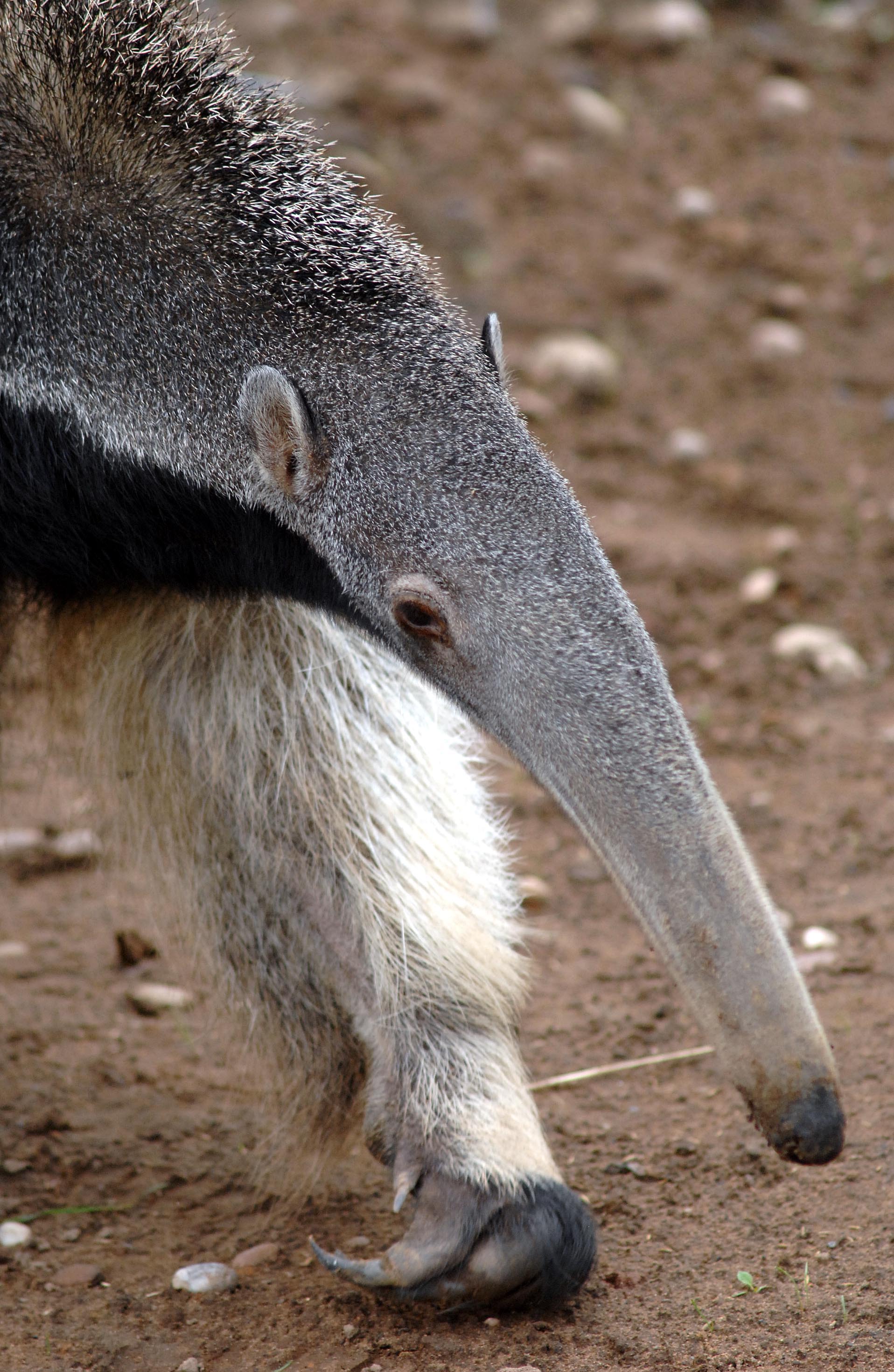 Anteater Kounany Close Up On Face